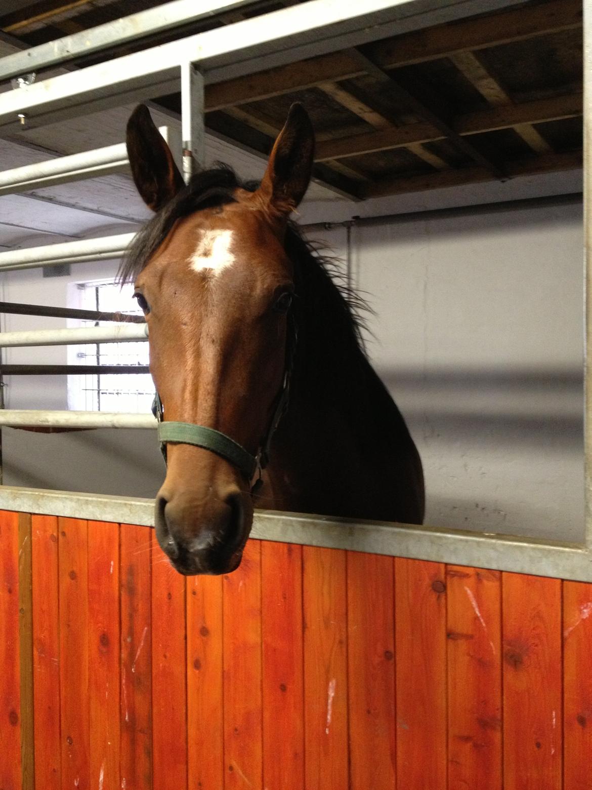 Pinto Søgård's midnight bliver kaldt diva billede 12