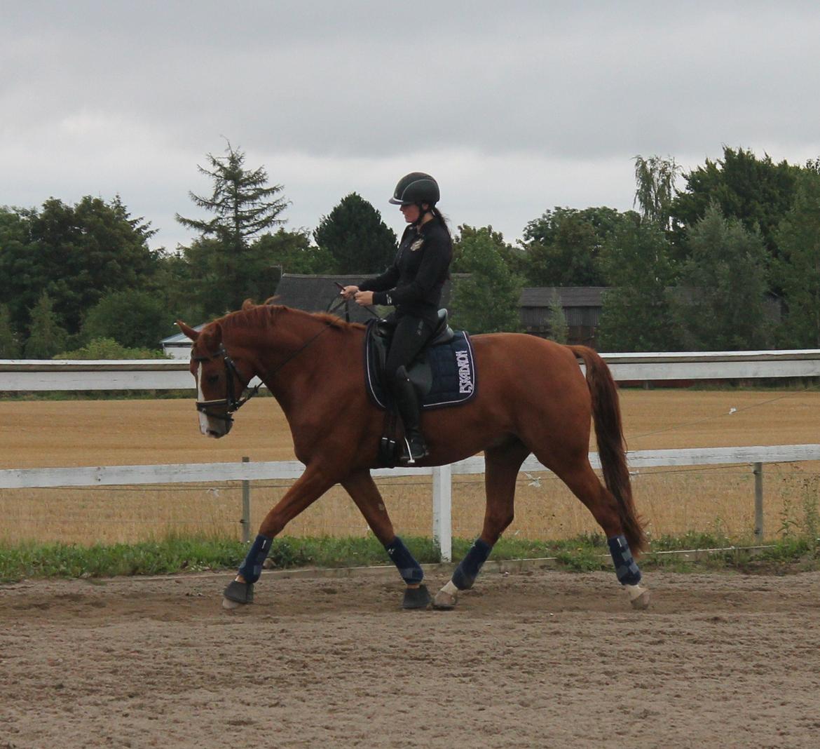 Hannoveraner Wesler - D. 4.9-2013  billede 9