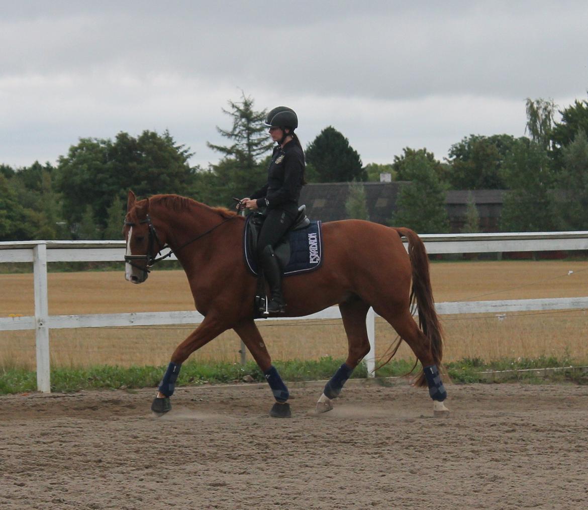 Hannoveraner Wesler - D. 4.9-2013  billede 5