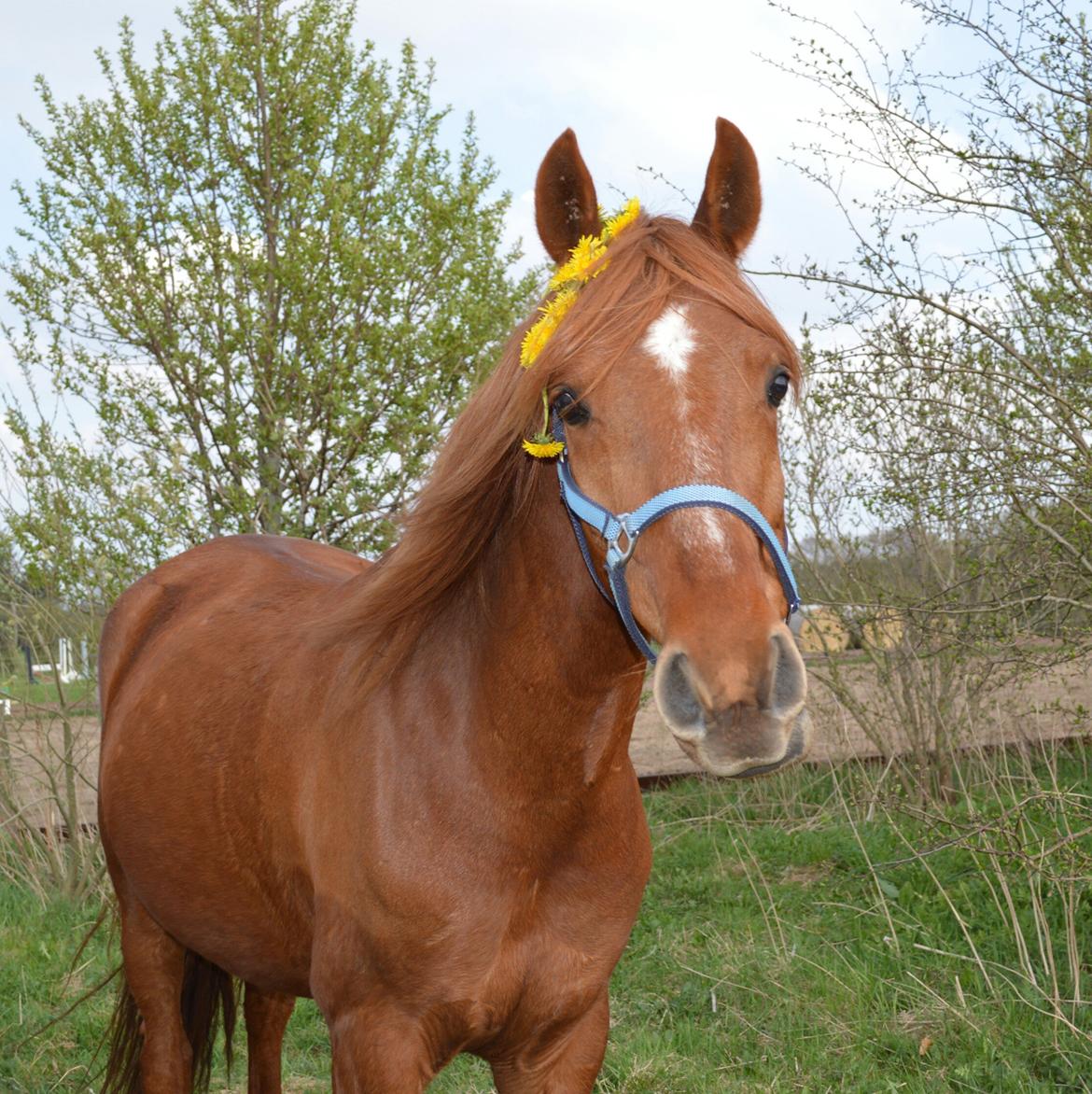 Anden særlig race Moon Fighter billede 5