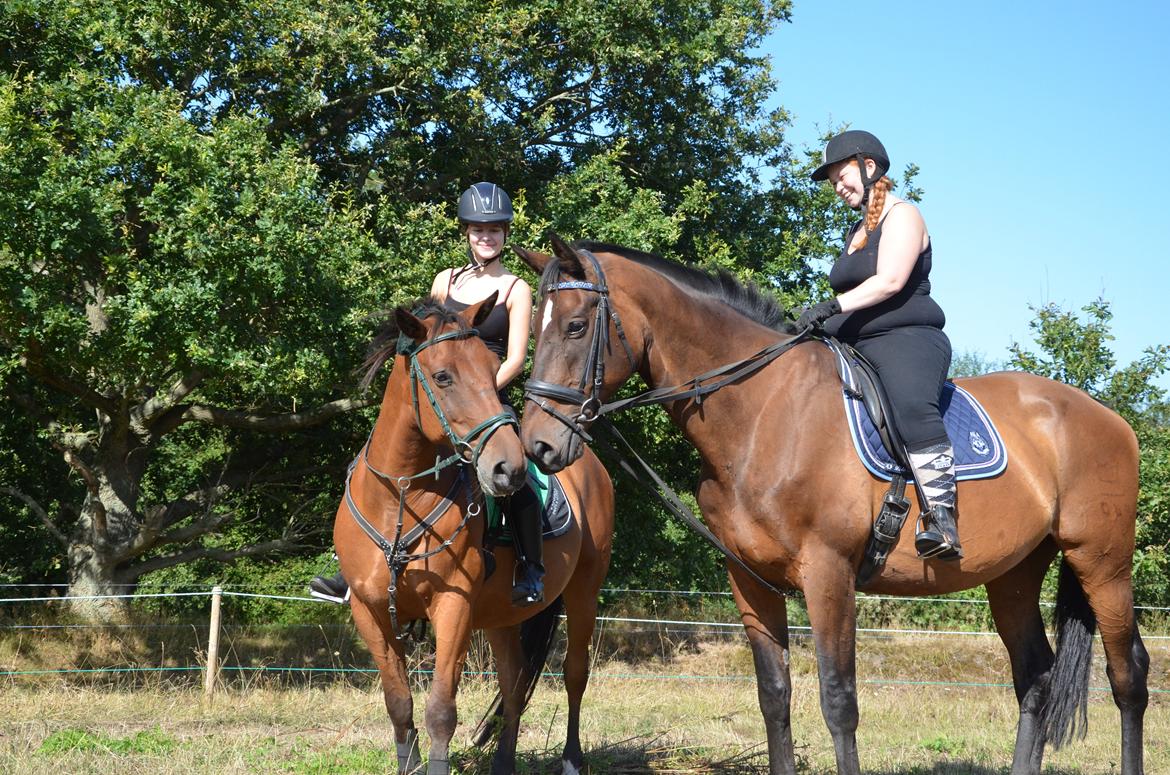 Dansk Varmblod SCHWANTE billede 31