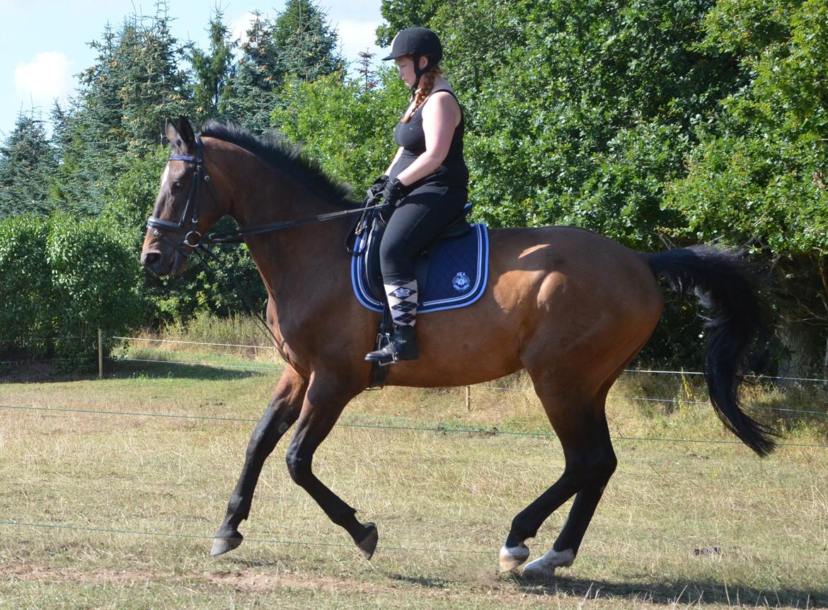 Dansk Varmblod SCHWANTE billede 32