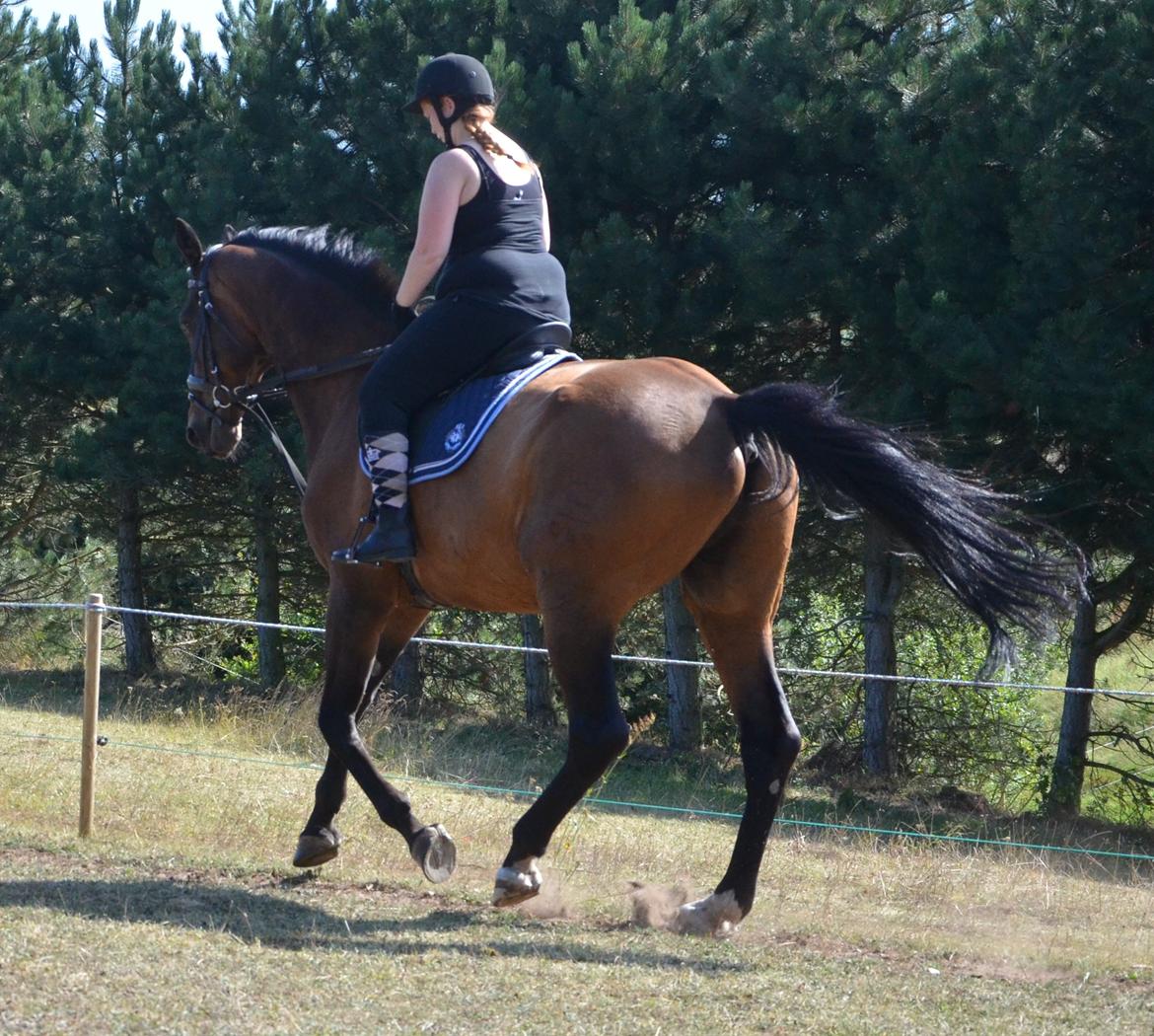 Dansk Varmblod SCHWANTE billede 33