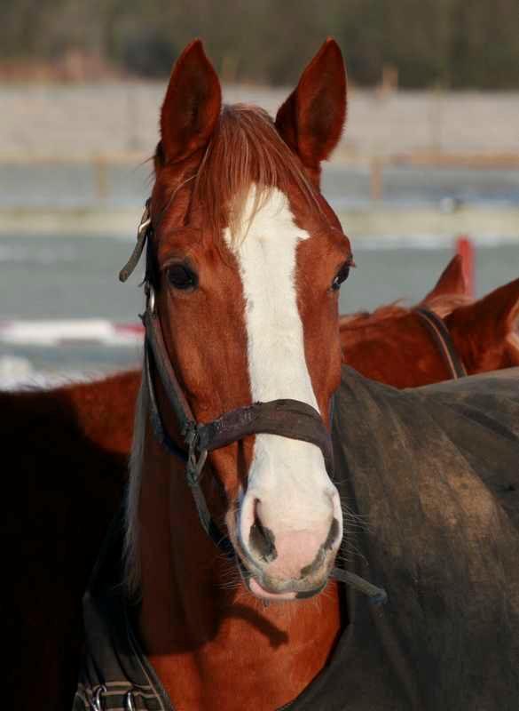 Holstener Jaqueline billede 8