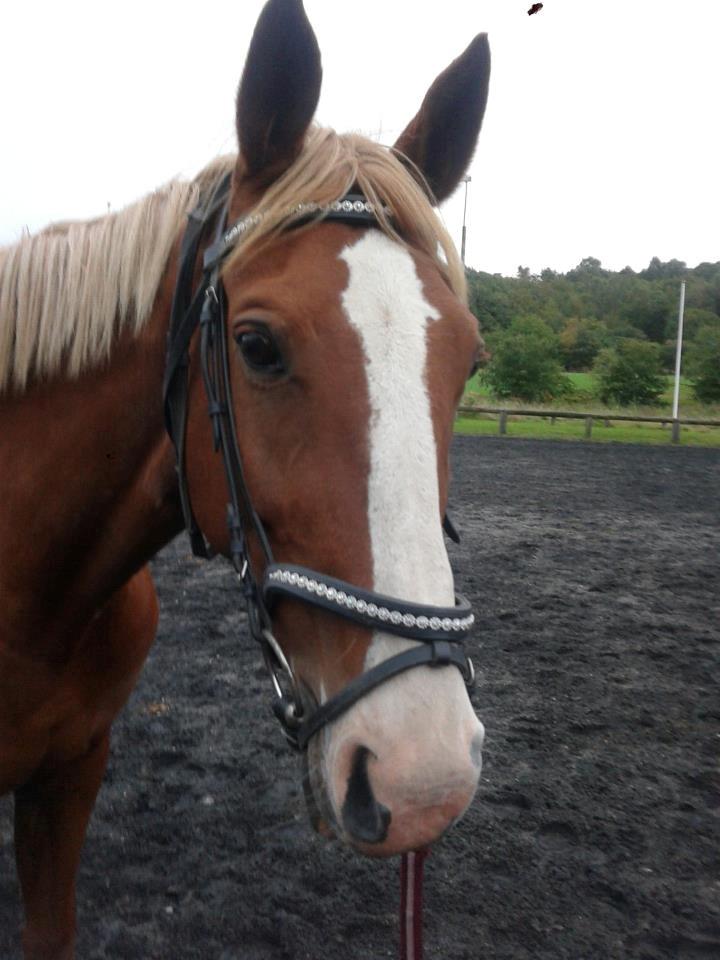 Holstener Jaqueline billede 9