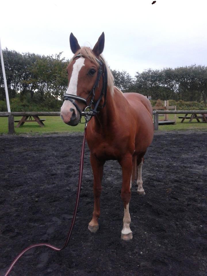 Holstener Jaqueline billede 10