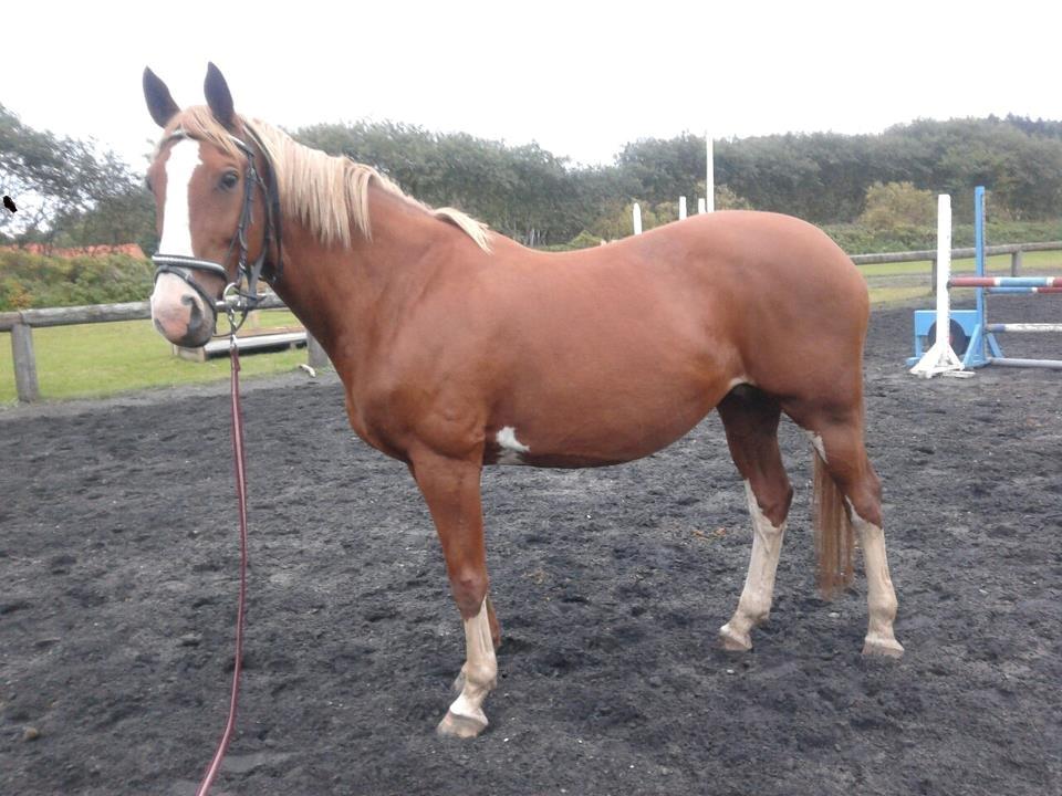 Holstener Jaqueline billede 11