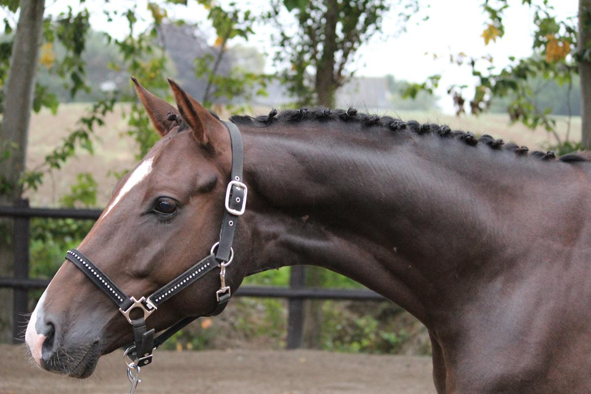 Dansk Varmblod Don poséidon F.J. - velkommen til poséidons profil. dato. 4/9-2013 billede 5