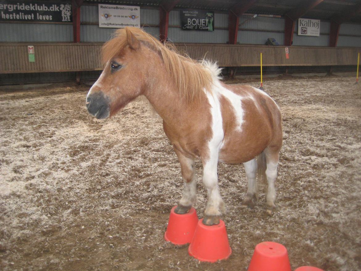 Shetlænder Odin - Søde Hest!<33 billede 14
