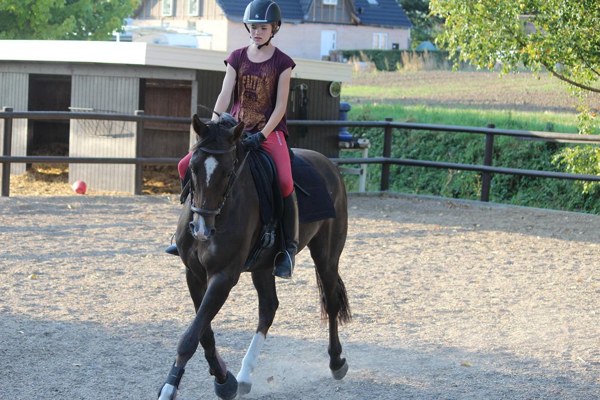 Dansk Varmblod Don poséidon F.J. - dato. 28/8-2013   dressur billede 11