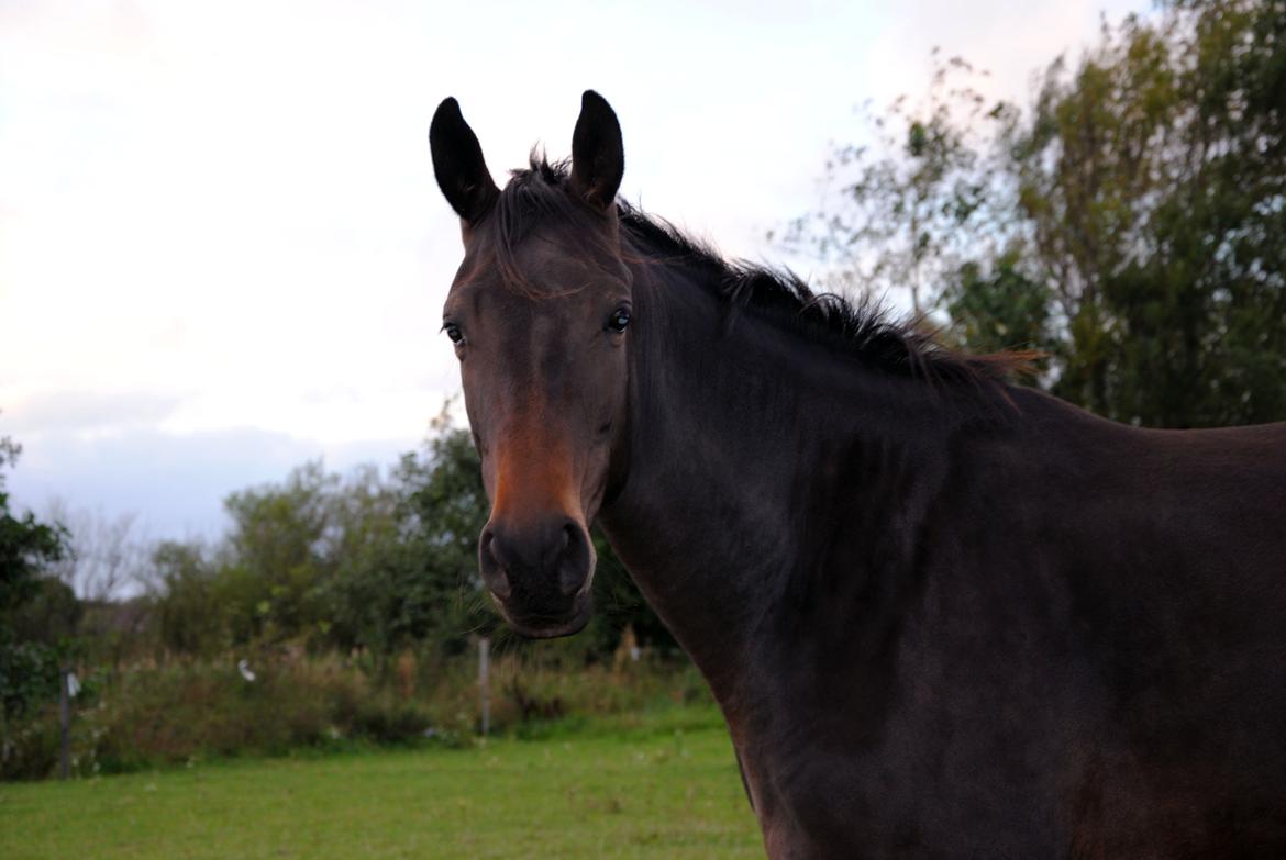 Trakehner Herbstmenuet billede 14