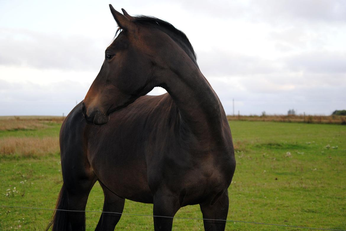Trakehner Herbstmenuet billede 15