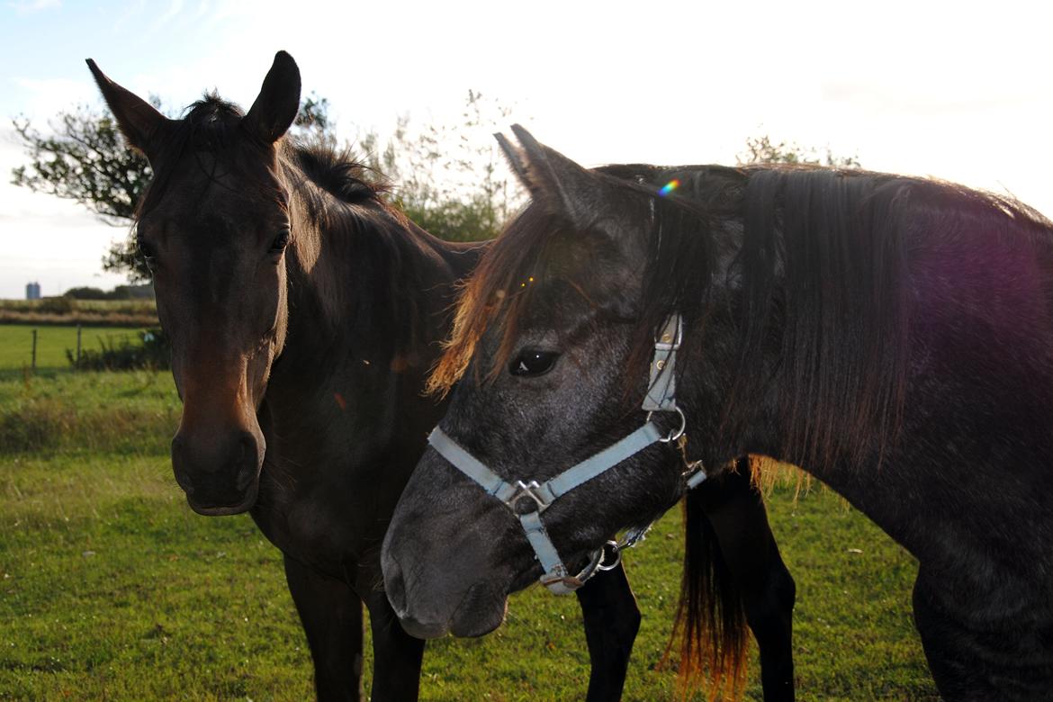 DSP Magic Skywalker billede 13