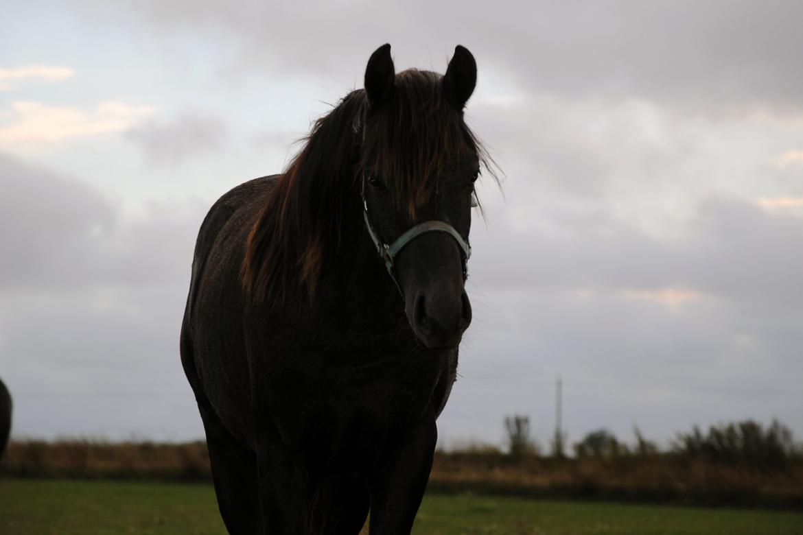 DSP Magic Skywalker billede 14