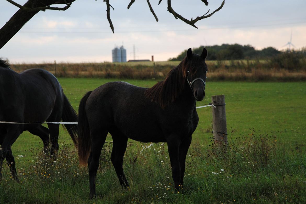 DSP Magic Skywalker - sikke han forandre sig, 17 mdr billede 15