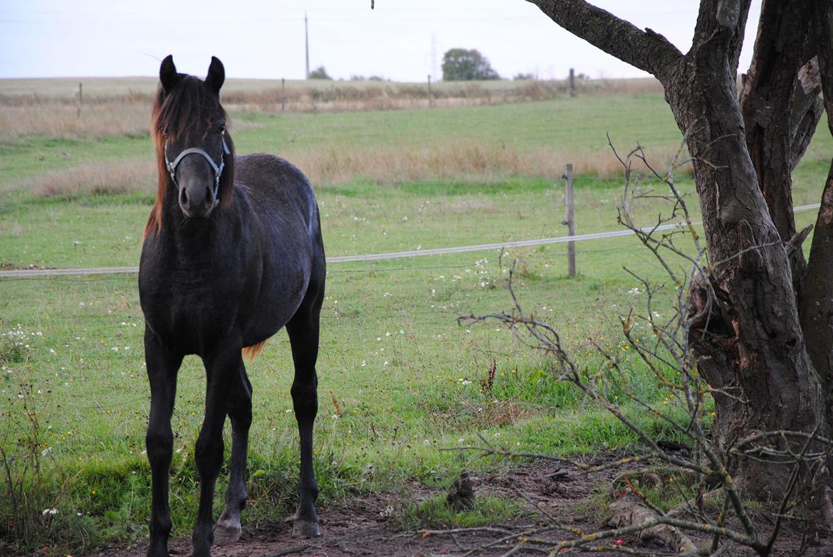 DSP Magic Skywalker billede 16