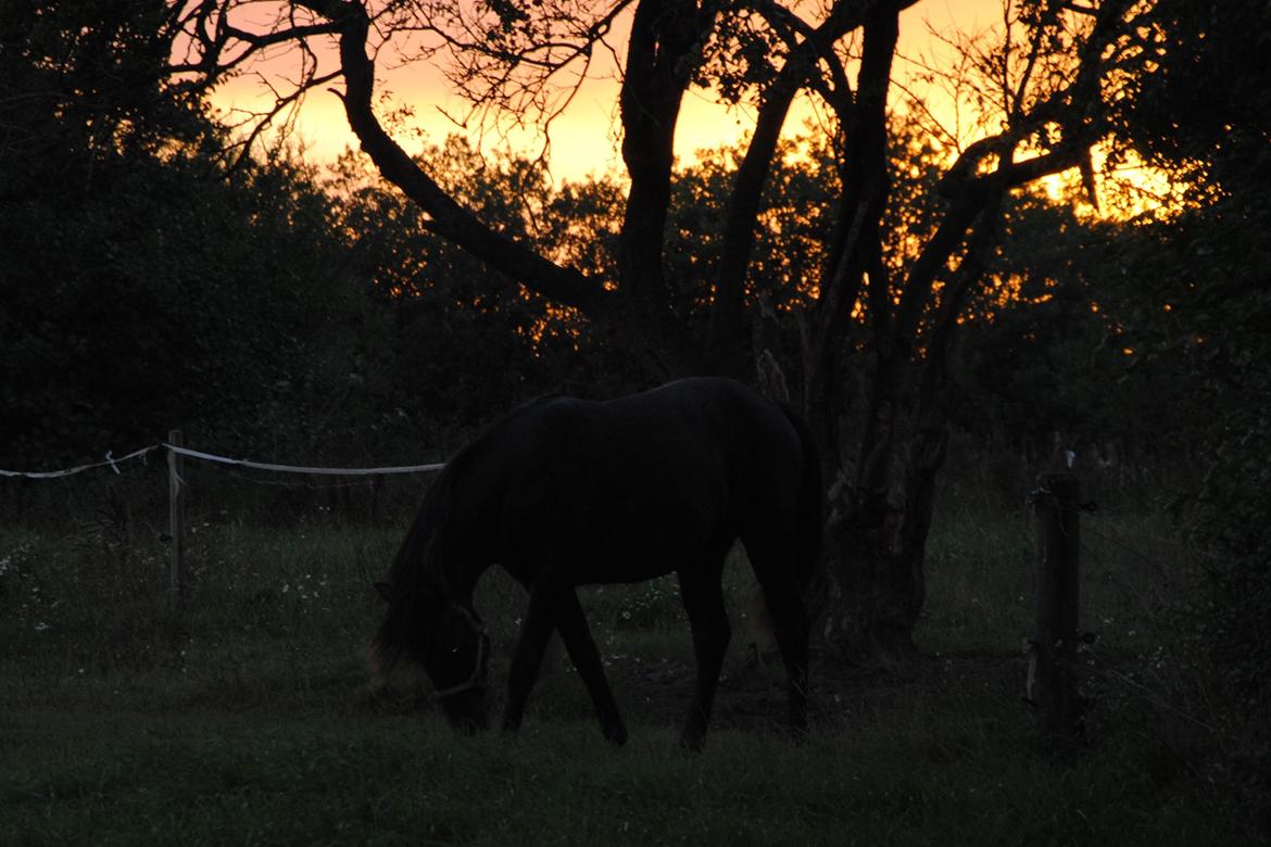 DSP Magic Skywalker billede 17