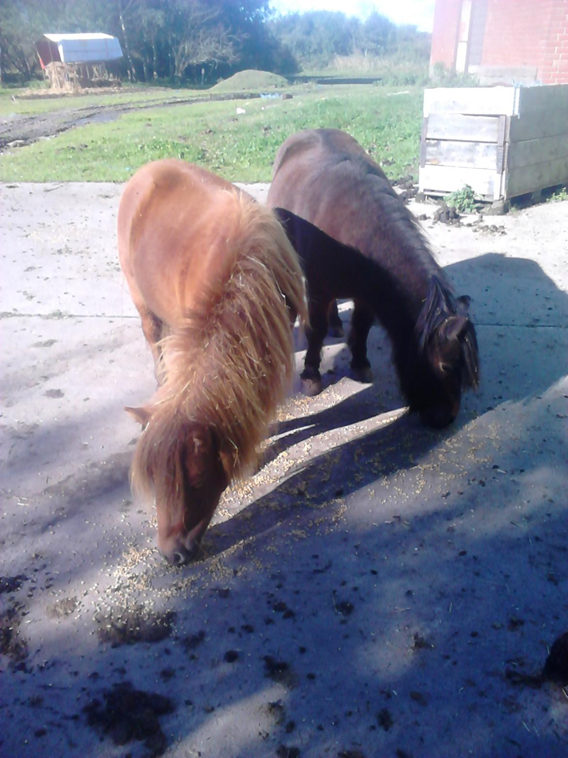 Anden særlig race abbie - billedet er taget den sidste dag Abbie havde med skønne kevin :'( billede 16