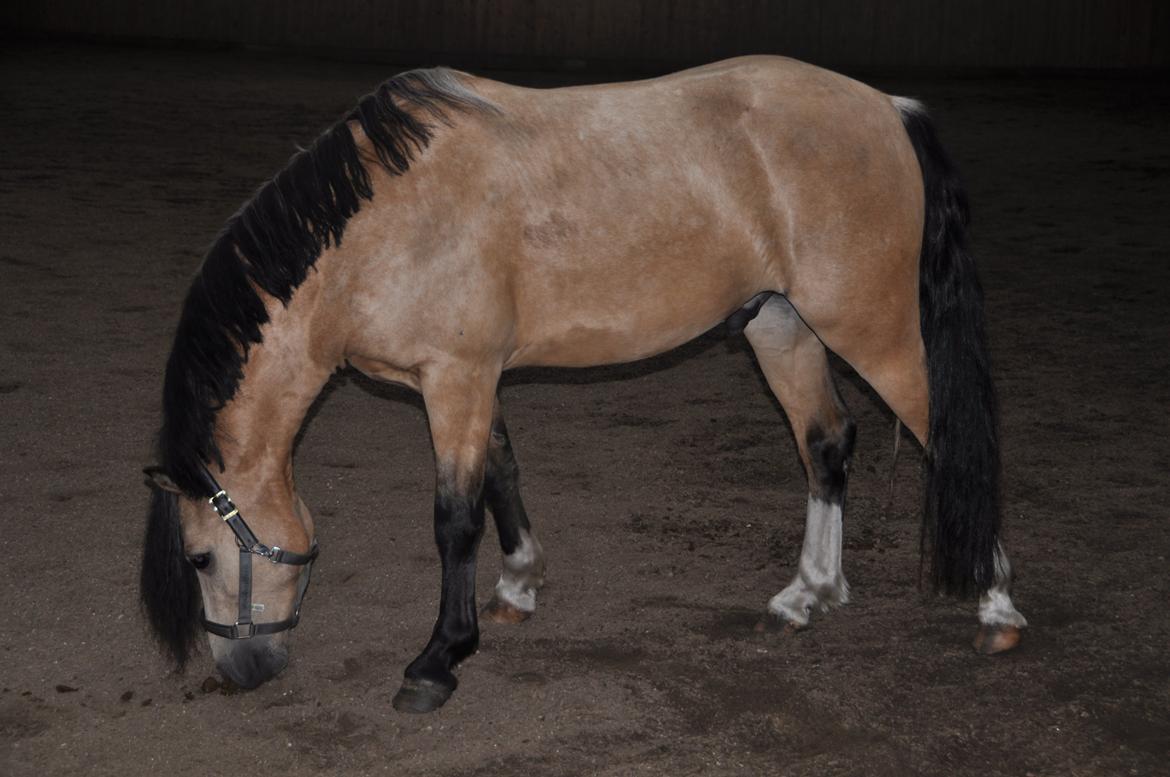 Welsh Pony af Cob-type (sec C) Gribsvads Little Hector billede 13