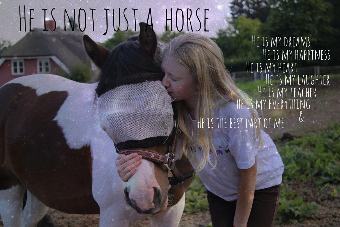 Anden særlig race Jack (savnet) - Hvorfor kunne vi ikke blive sammen  billede 4