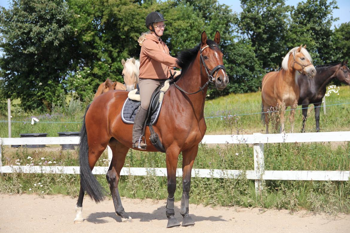 Dansk Varmblod Quiet billede 1