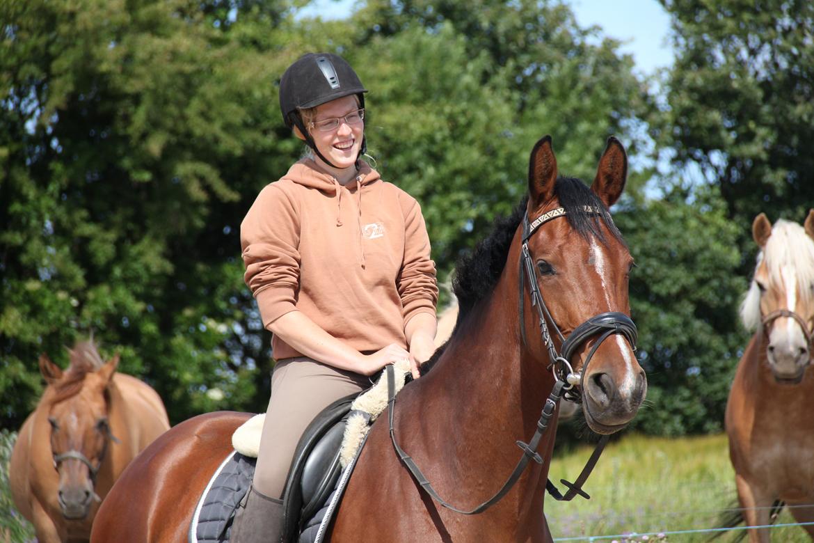 Dansk Varmblod Quiet billede 2