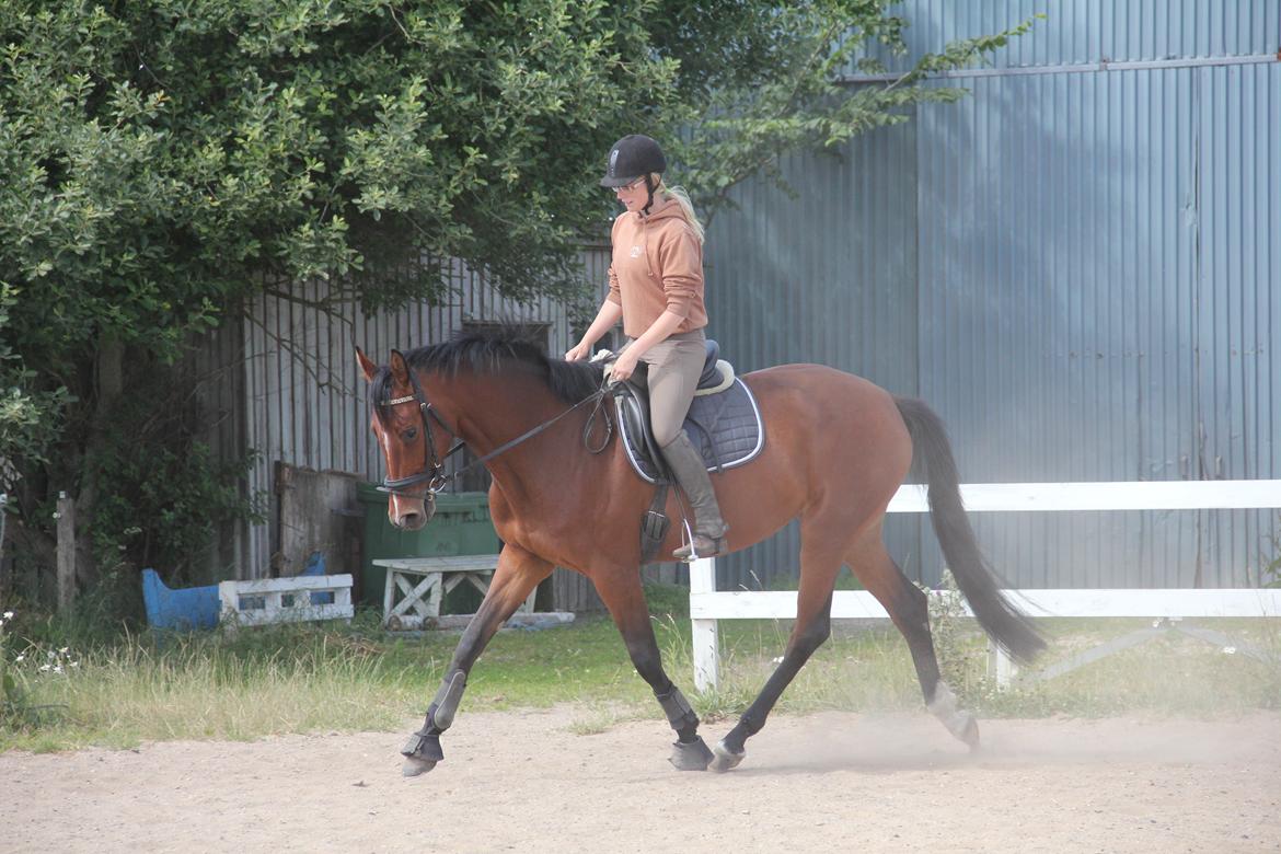 Dansk Varmblod Quiet billede 3