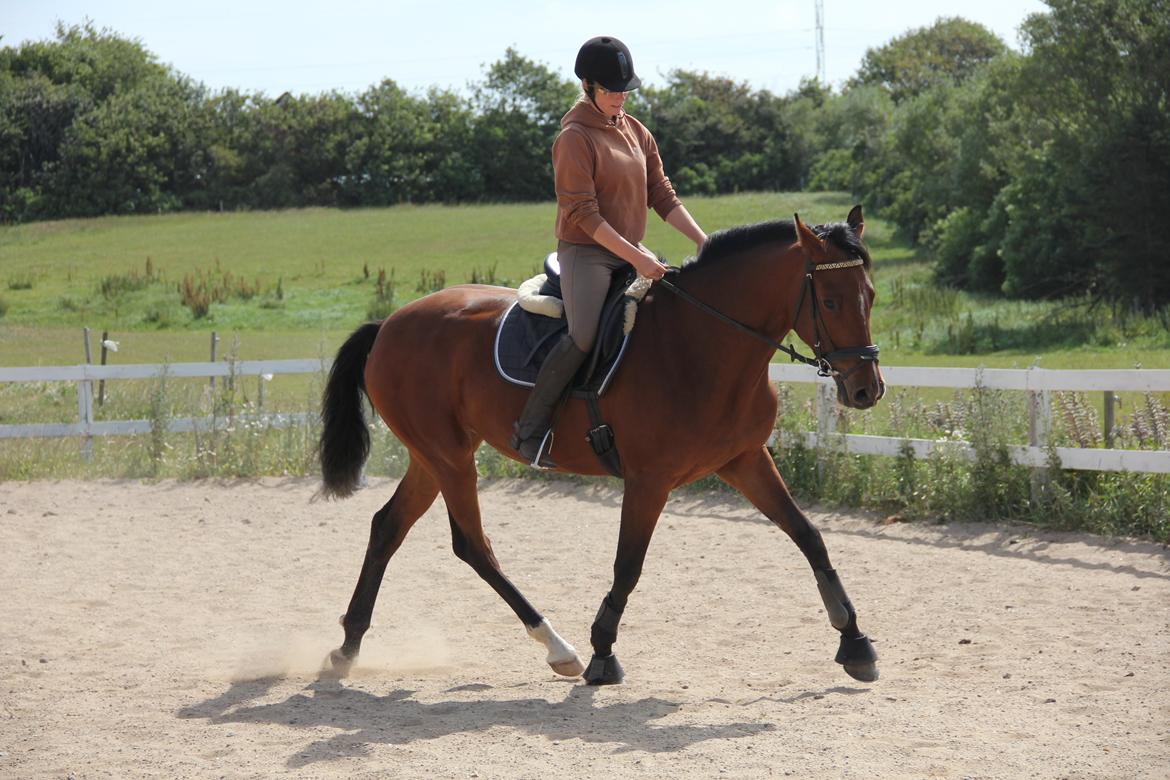 Dansk Varmblod Quiet billede 4