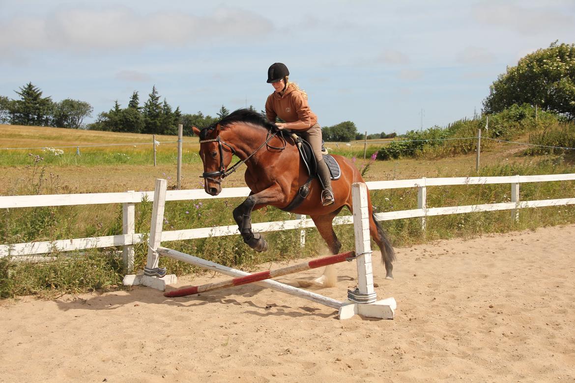 Dansk Varmblod Quiet billede 5