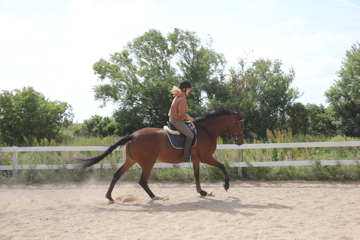 Dansk Varmblod Quiet billede 6