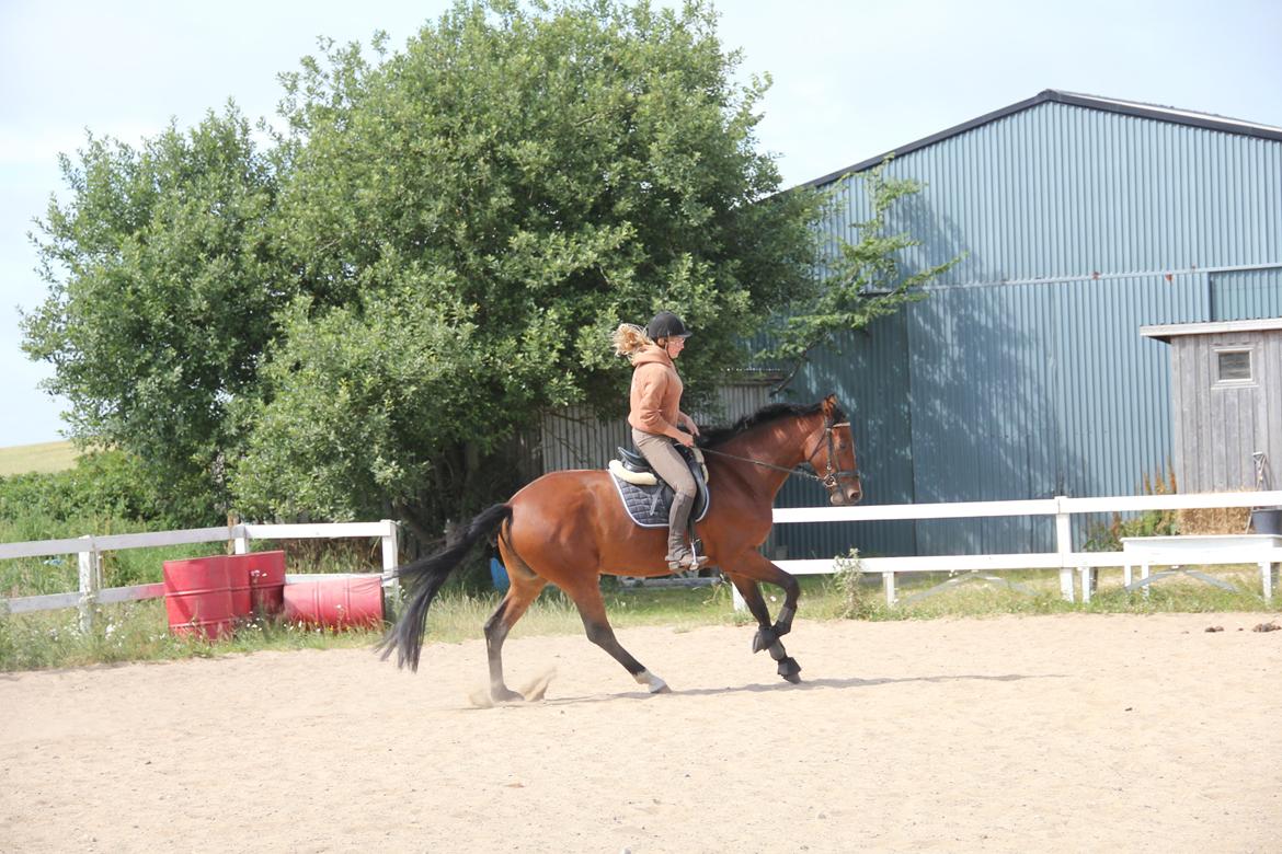 Dansk Varmblod Quiet billede 7