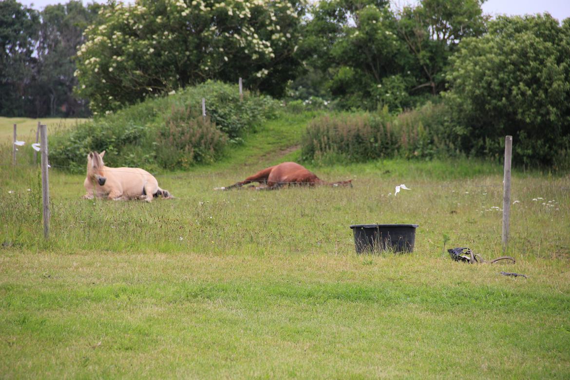 Dansk Varmblod Quiet billede 8