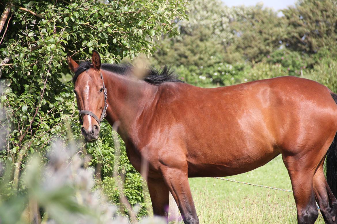 Dansk Varmblod Quiet billede 9