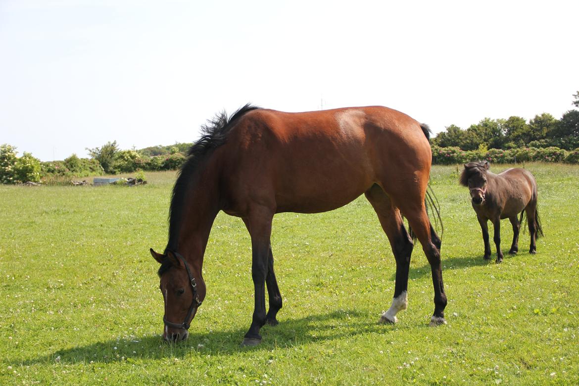 Dansk Varmblod Quiet billede 10
