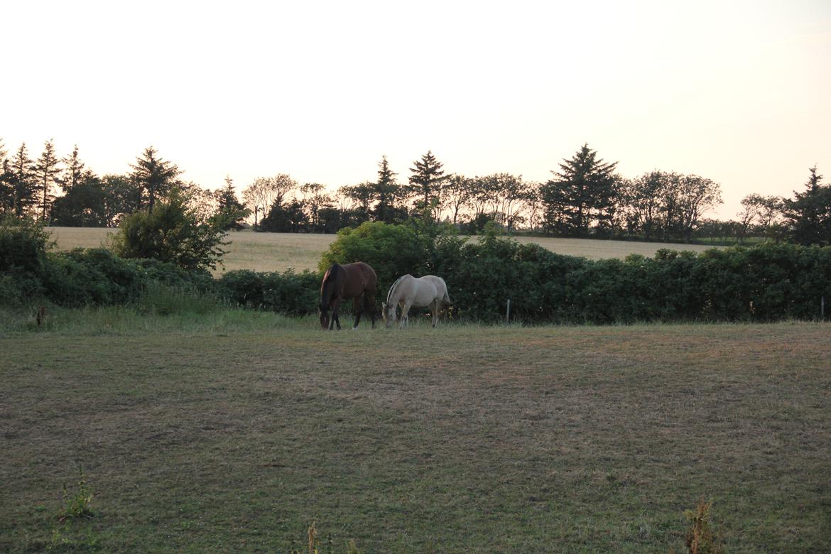 Dansk Varmblod Quiet billede 11