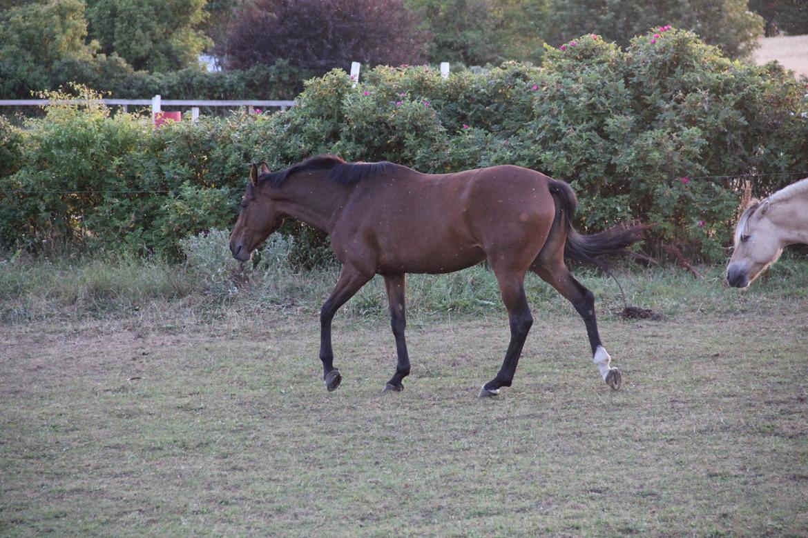 Dansk Varmblod Quiet billede 12