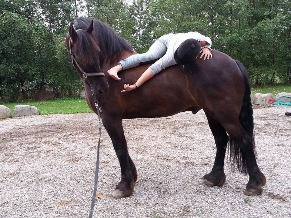 Frieser Branco af Stasevang - Horsemanship, september 2013<3 billede 7