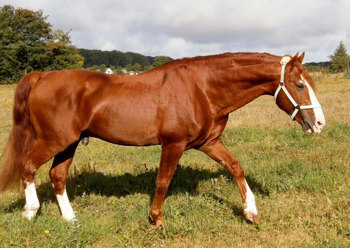 Frederiksborg Matador af Iglsø (Himmelhest) R.I.P billede 2