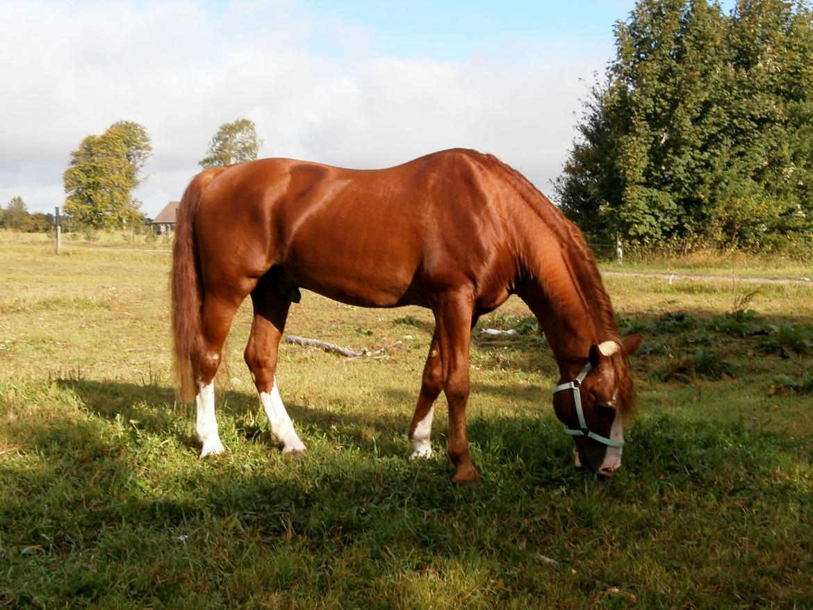 Frederiksborg Matador af Iglsø (Himmelhest) R.I.P billede 4