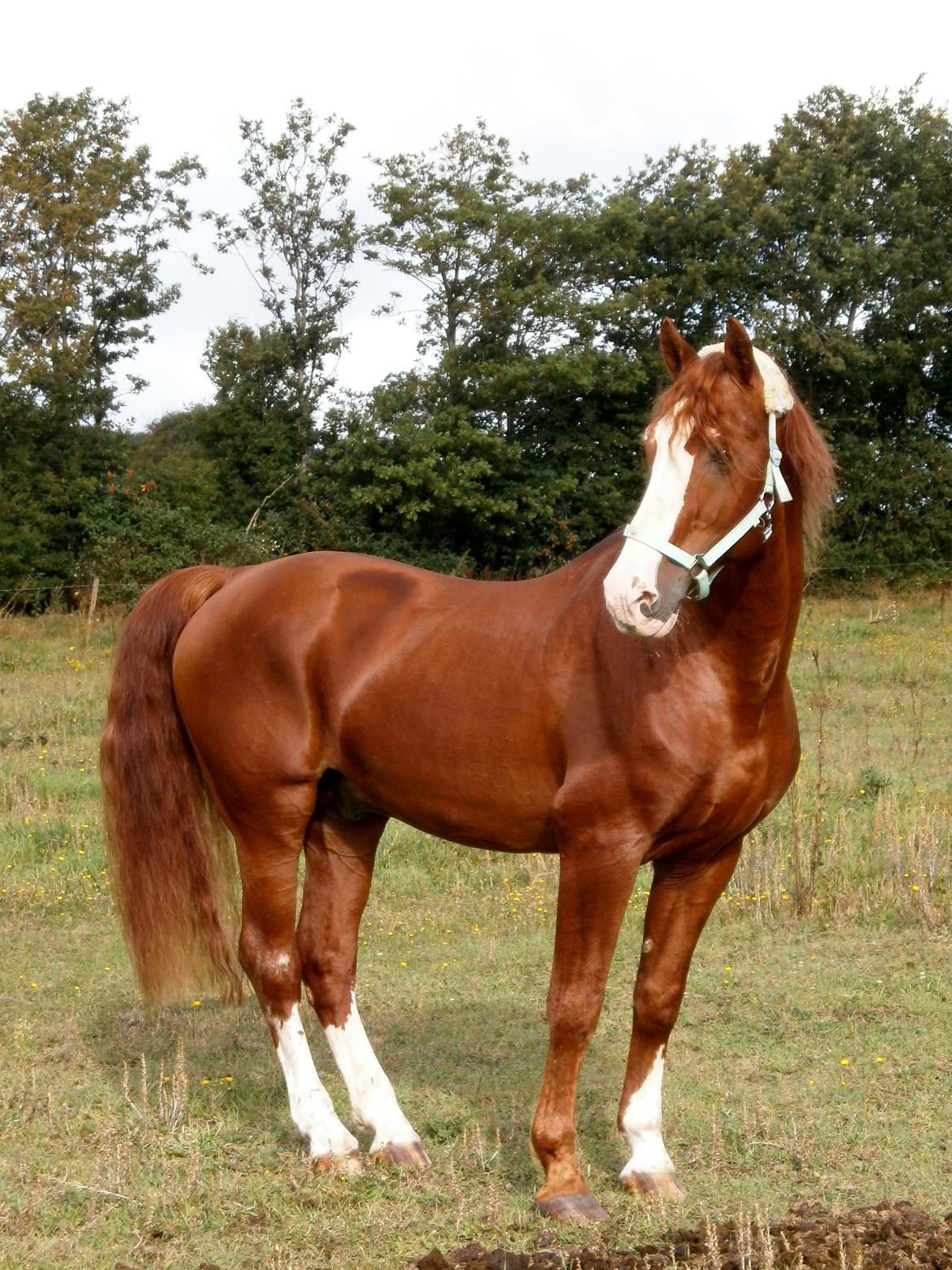 Frederiksborg Matador af Iglsø (Himmelhest) R.I.P billede 6