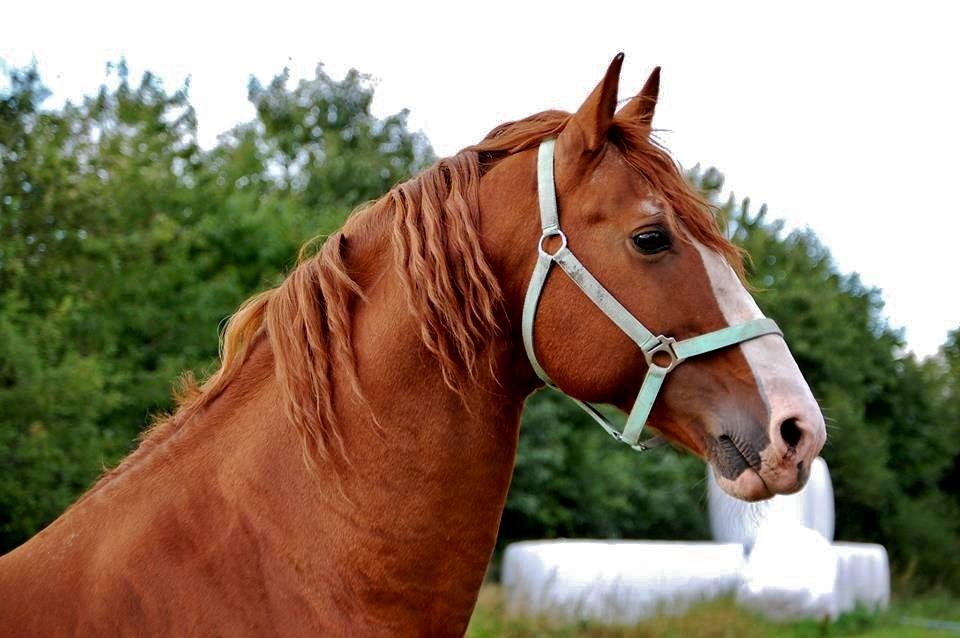 Frederiksborg Matador af Iglsø (Himmelhest) R.I.P billede 9