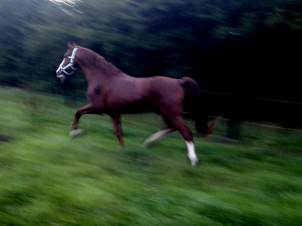 Frederiksborg Matador af Iglsø (Himmelhest) R.I.P billede 10