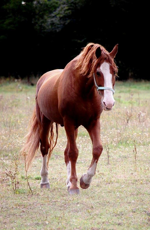 Frederiksborg Matador af Iglsø (Himmelhest) R.I.P billede 11