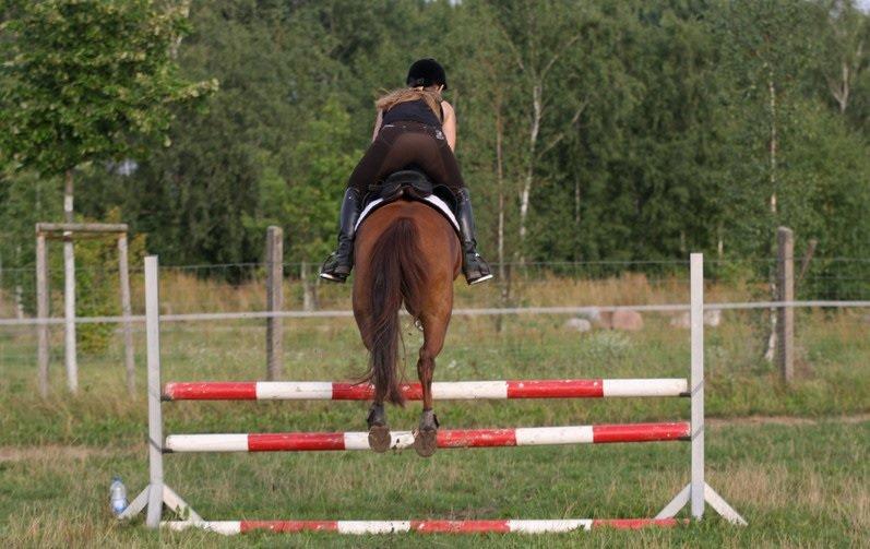 Anden særlig race Lyrique billede 27