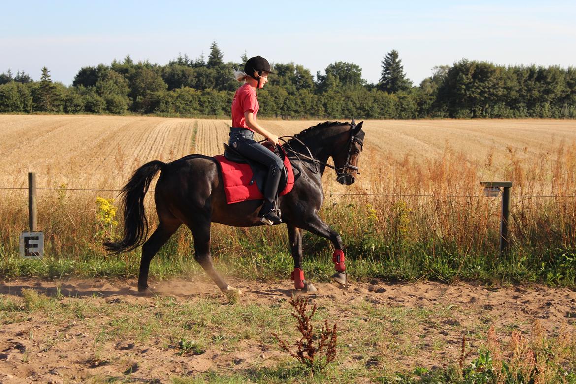 New Forest Vestergårds Romeo - Dressur træning billede 3