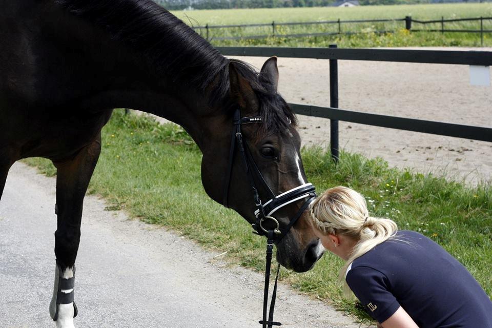 Hannoveraner Linnebjerg's Dollar Girl - MY ONE AND ONLY <3 billede 17