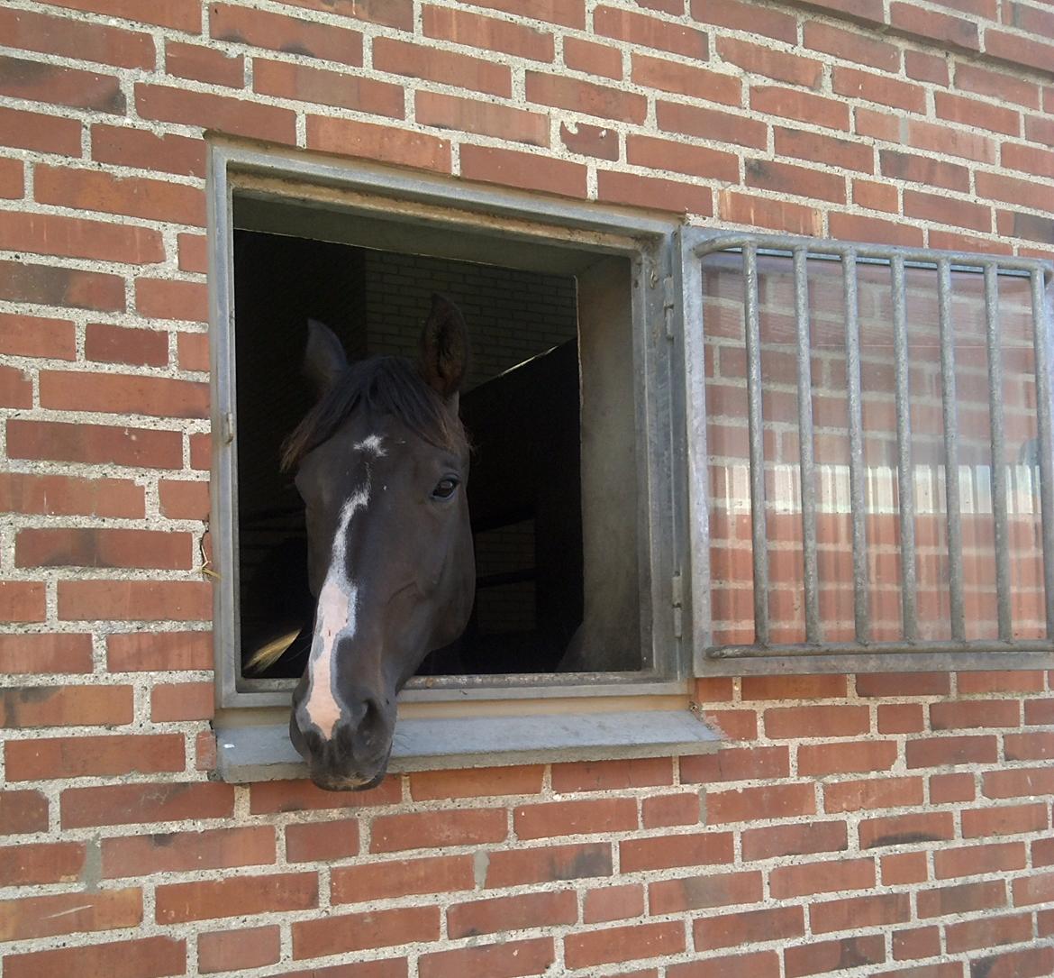 Hannoveraner Linnebjerg's Dollar Girl - Så er Dolle kommet til Katrinelund. billede 18