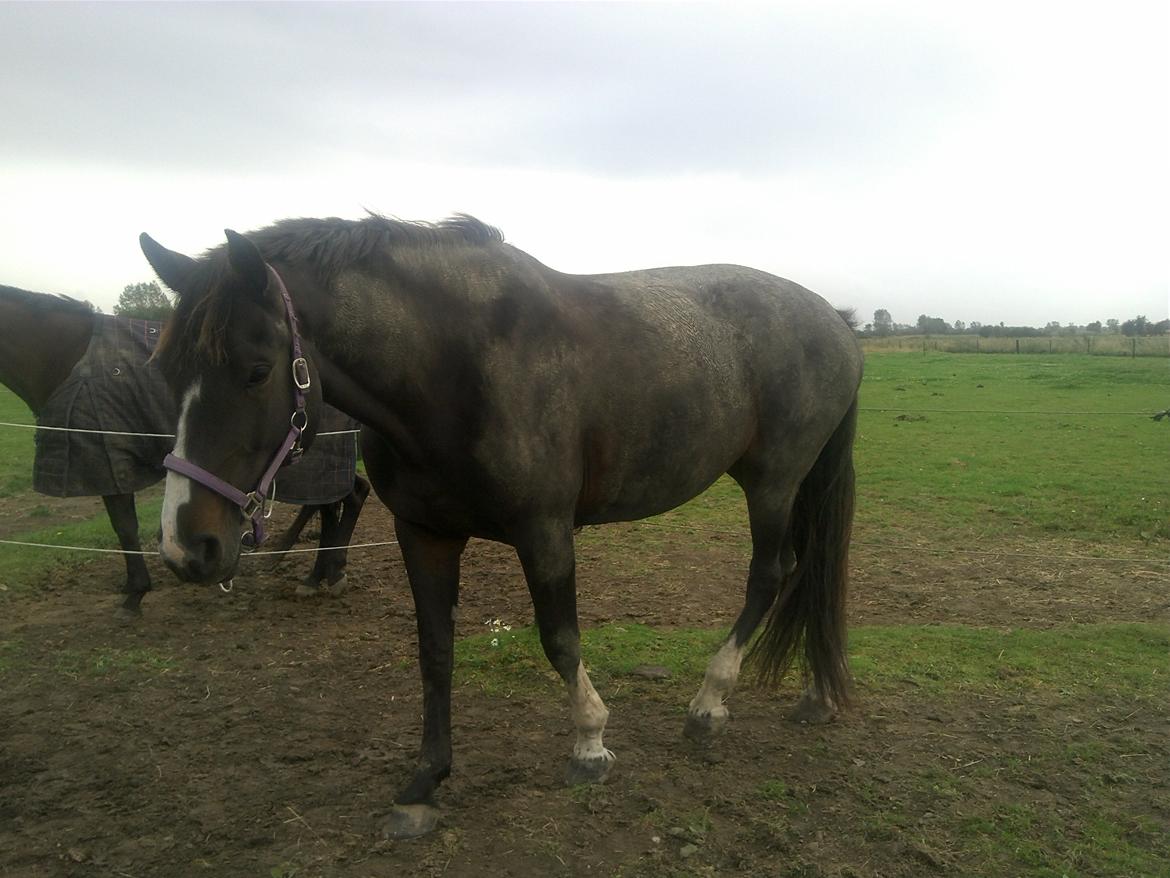 Hannoveraner Linnebjerg's Dollar Girl - En tyk og mudret bøffel..  billede 19