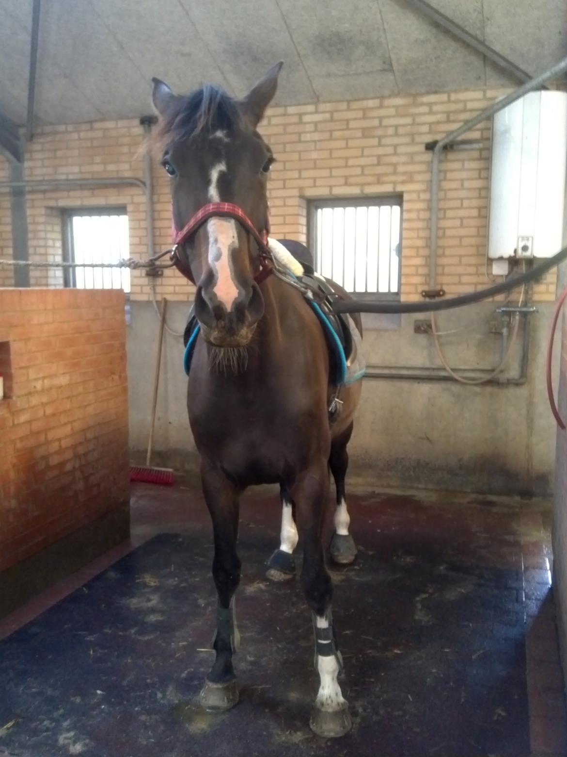 Hannoveraner Linnebjerg's Dollar Girl billede 20