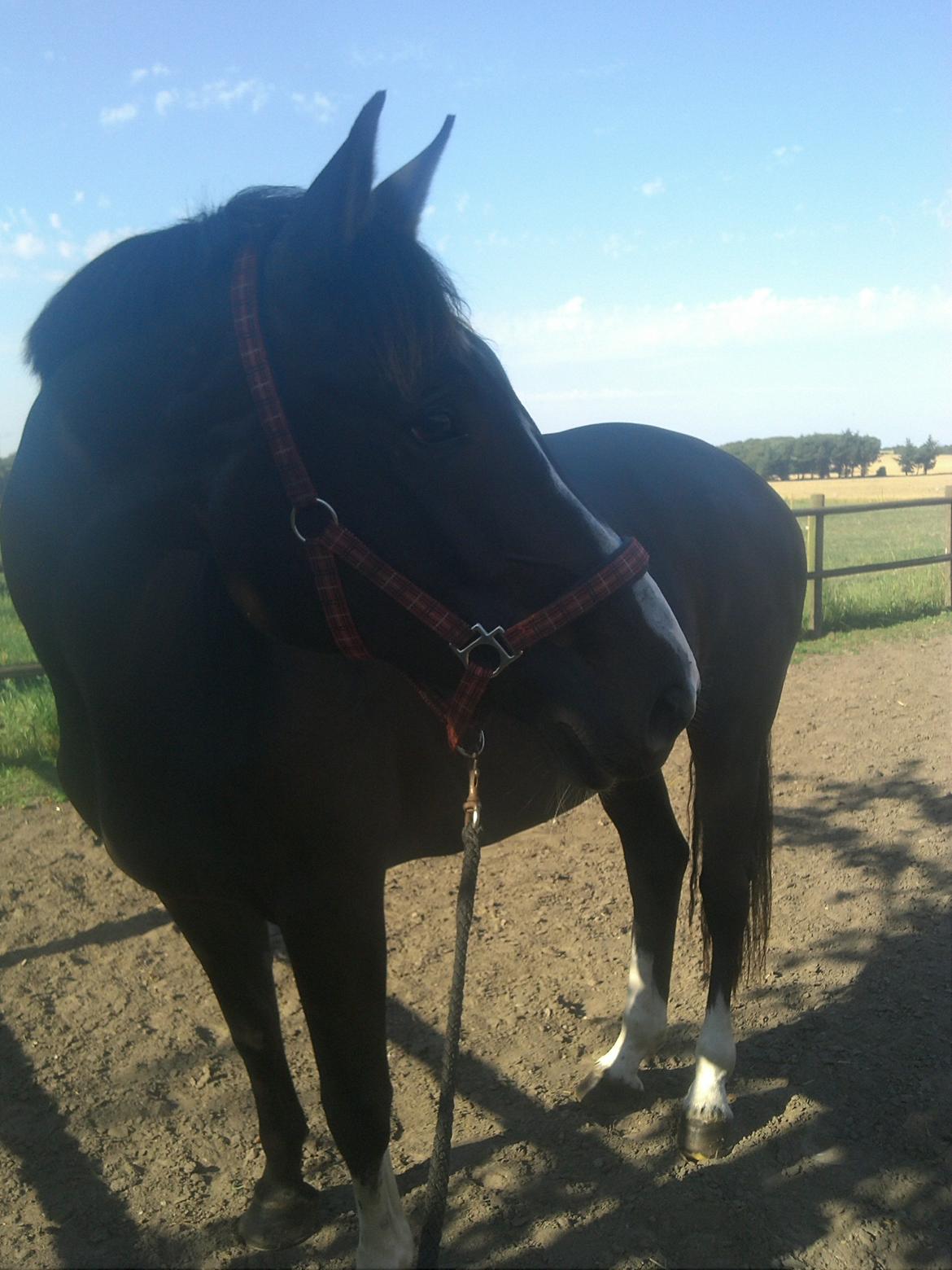 Hannoveraner Linnebjerg's Dollar Girl billede 21